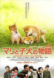 爱犬的奇迹在线观看,见证忠诚与生命的奇迹之旅