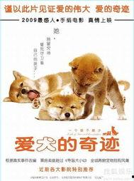 爱犬的奇迹在线观看,见证忠诚与生命的奇迹之旅