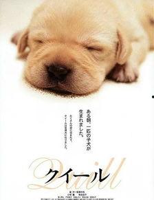 爱犬的奇迹在线观看,见证忠诚与生命的奇迹之旅